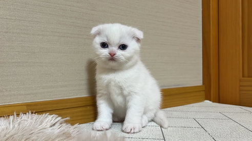 成約済の茨城県のスコティッシュフォールド(折れ耳)-102838の5枚目